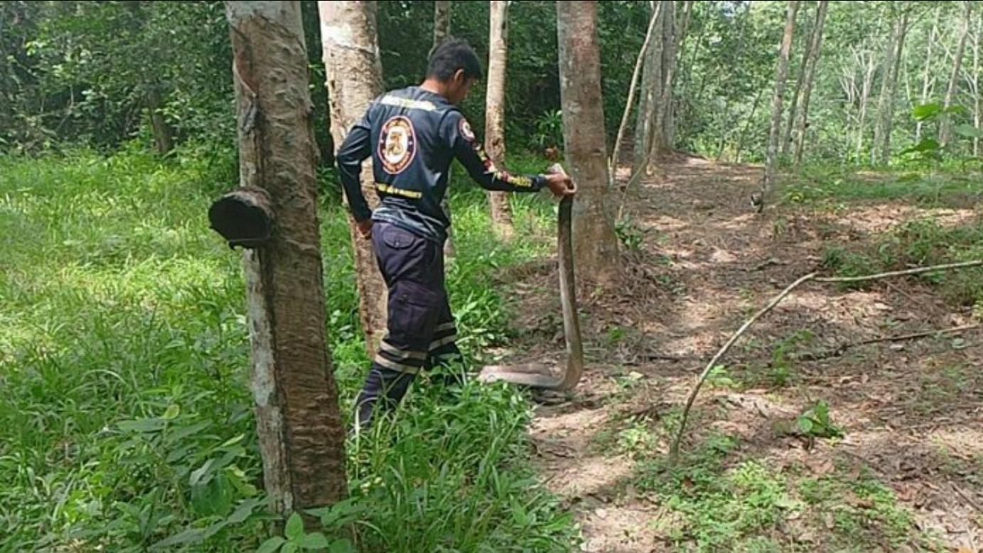 King Cobra Devours Snake in Thai Plantation